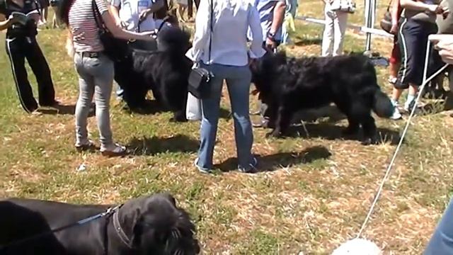 Луганск, Выставка собак ККУ 19 мая 2012. смотреть онлайн