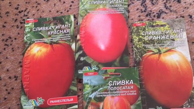 Семена самых популярных, вкусных, урожайных помидоров. Помидор «Сливка». смотреть онлайн