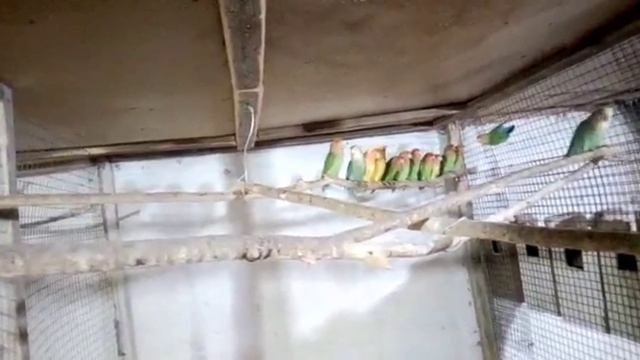 Попугаи не разлучники смотреть онлайн