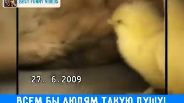 Собака и цыпленок. смотреть онлайн