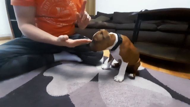 Стаффордширский бультерьер, щенок и первые команды.#щенок#стаффбуль#staffy#staffordshirebullterrier смотреть онлайн