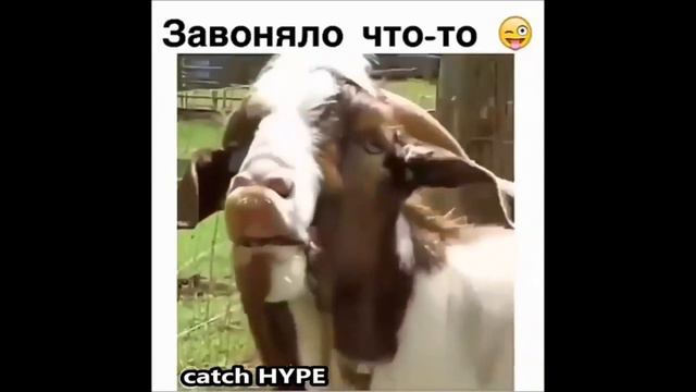 Как пукают животные смотреть онлайн