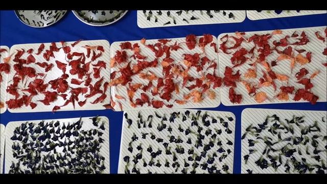 Drying Butterfly Pea Flowers and Hibiscus | Oct 29, 2018 смотреть онлайн