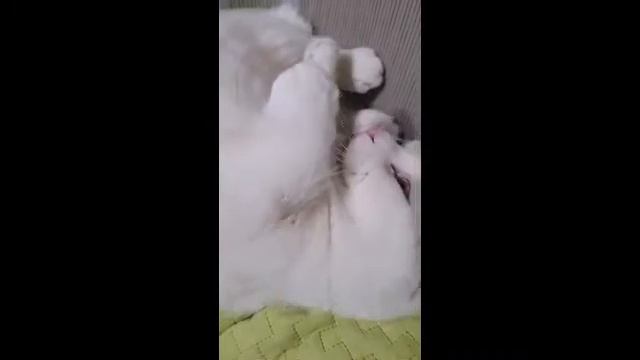 9개월된 아기고양이의 하루 / 먼치킨 [Kitten/Munchkin] смотреть онлайн