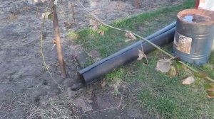 Шпалера для ежевики. Подвязываю Блэк Джевел, Полар, и другие.