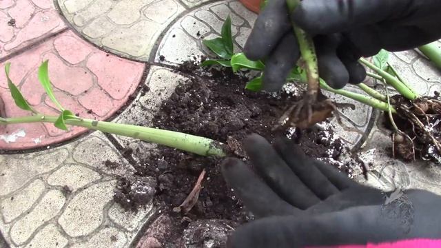 Замиокулькас борьба за жизнь продоложается! смотреть онлайн