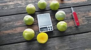 Плуоты Флавор Супреме(Pluot Flavor Supreme) сигналка и Флавор Квин (Flavor Queen) Обзор и дегустаци