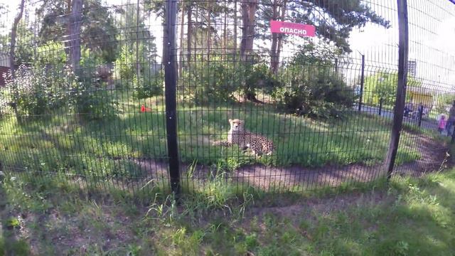 Челябинский Зоопарк (гепард) смотреть онлайн