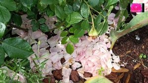 РОЗА ЧИППЕНДЕЙЛ. ОБЗОР