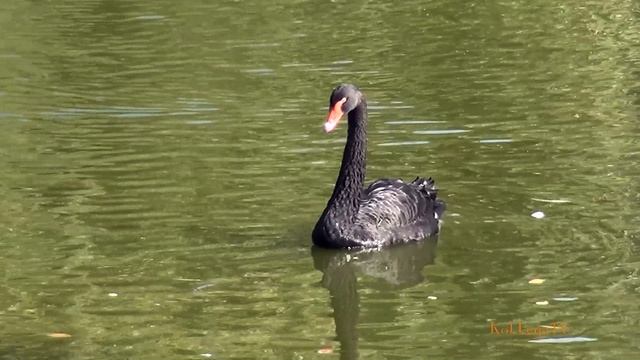 Лебединое озеро. Ростовский зоопарк смотреть онлайн