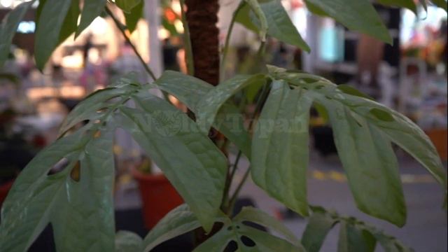 Contest Aroid Jogja City Mall # Episode 5