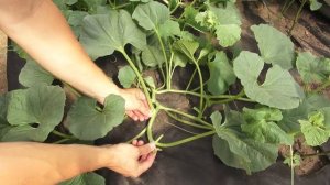 Формирование дыни