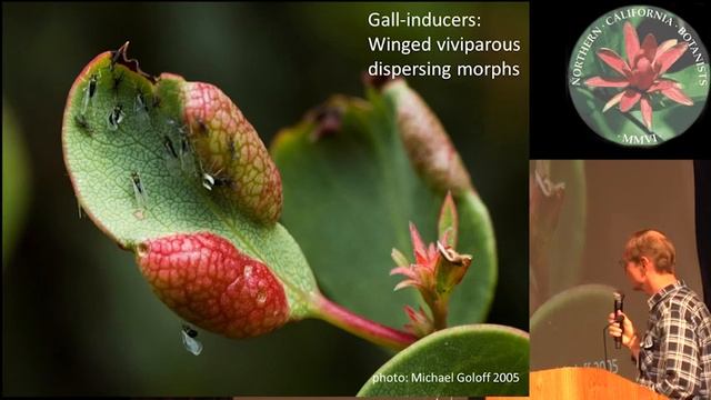 Colonization Of Arctostaphylos Host Plants By Tamalia Gall Aphids.