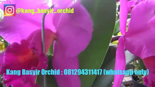 Review anggrek Cattleya hybrid Rlc. Village Chief Center 'Pretty' смотреть онлайн