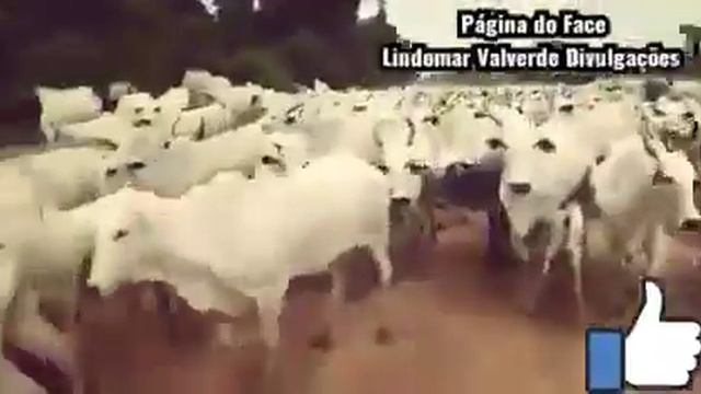 "VELHO POUSO DE BOIADA" LIU & LEO смотреть онлайн