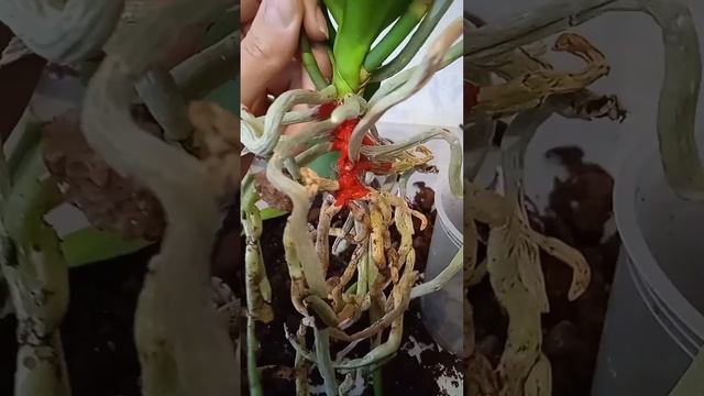 ОРХИДЕЯ wild cat умрет? НЕТ! Будет ЖИТЬ! смотреть онлайн