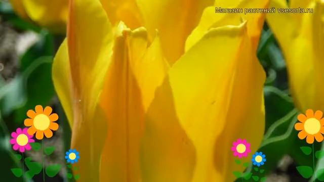 Тюльпан грейга Голден Танго. Краткий обзор, описание характеристик tulipa Golden Tango смотреть онлайн