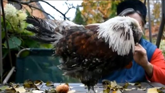 Петух породы ФАВЕРОЛЬ и флейта смотреть онлайн