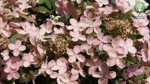 Компактные карликовые сорта Метельчатой гортензии. ТОП 10. Питомник ? и ? Е. Иващенко