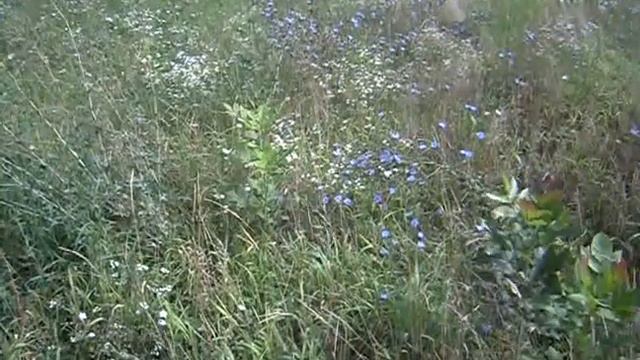 васильки смотреть онлайн