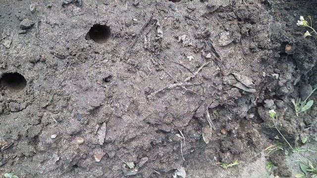 ?"Дачный сезон" День четвертый Сажаем мангольд и фасоль. смотреть онлайн