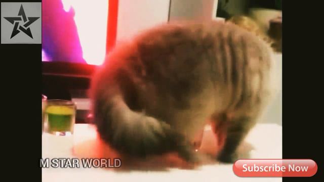 CAT THUG LIFE VIDEO|#mstarworld смотреть онлайн