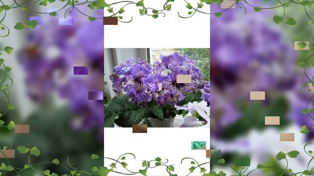 Стрептокарпусы смотреть онлайн