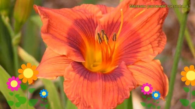 Лилейник гибридный Герцог Дарем. Краткий обзор, описание hemerocallis hybrida Duke of Durham смотреть онлайн