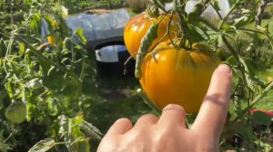 Томаты сорт Золотой Король Сибири . Tomatoes Your Majesty