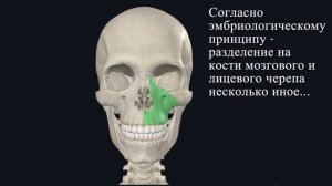 Мозговой и лицевой череп / Кости черепа анатомия / Остеология