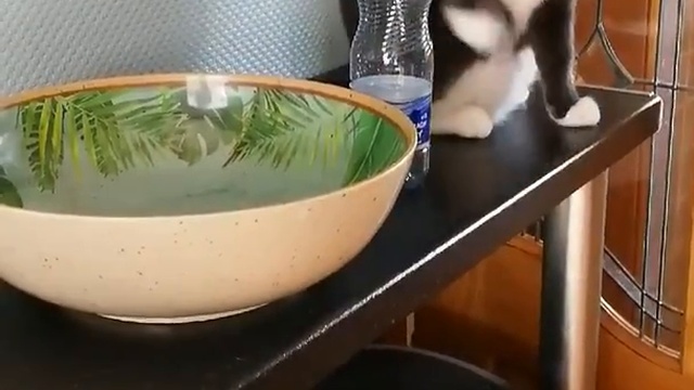 Кот и бутылка смотреть онлайн