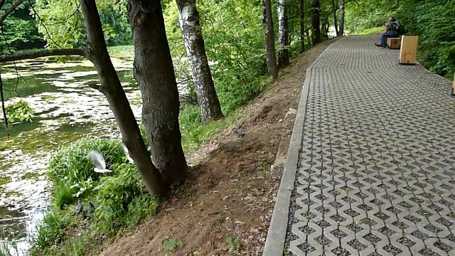 утки и чайки на Щелковском хуторе смотреть онлайн