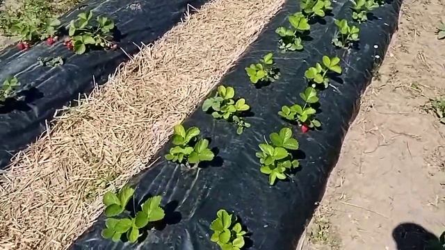 Клубника "АЛЬБИОН" Первая волна урожая с посадки фриго. Стоит ли брать первую ягоду? смотреть онлайн