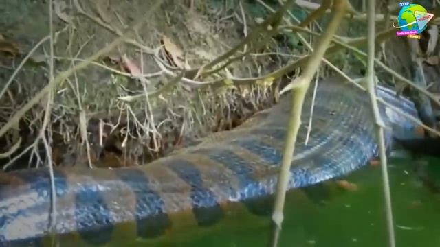 Dua Pria Jelajahi Sungai Amazon Selama 860 Hari !! Buktikan Anaconda Raksasa Beneran Ada Hingga Kim смотреть онлайн