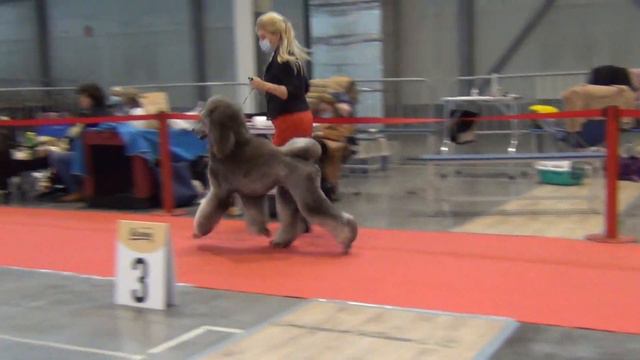 156 Моно пуделей 11.10.2020, EGO VELICHESTVO IZ BOJARSKOGO RODA смотреть онлайн