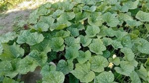 Эксперимент. Выращиваем тыкву из семян купленной зимой тыквы