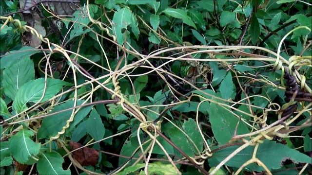 Laurel dodder (Cassytha filiformis) - part 1 смотреть онлайн