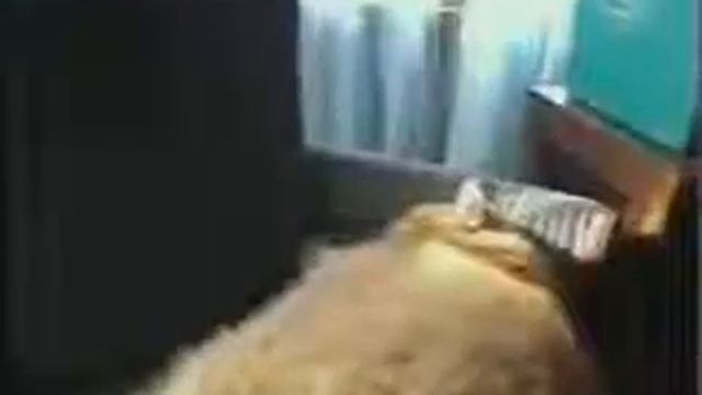 Самый большой кот в Мире 2007 смотреть онлайн