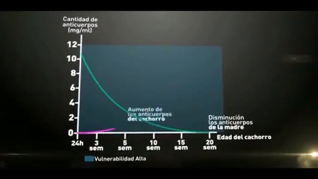 Pro Plan - Brecha Inmunologica смотреть онлайн