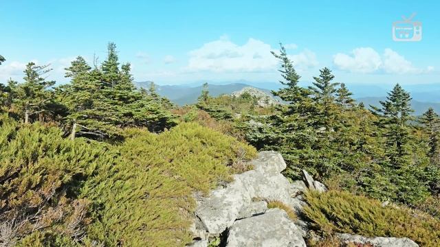 Растения для сада ? МИКРОБИОТА ? Особенности выращивания смотреть онлайн