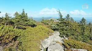 Растения для сада ? МИКРОБИОТА ? Особенности выращивания