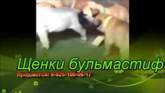 щенки бульмастифа 1 месяц смотреть онлайн
