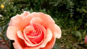 Цветение розы Ашрам || Ashram rose in bloom