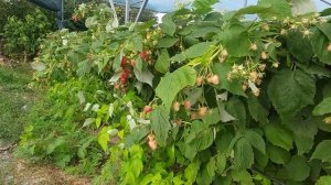 Малина Амира - вкуснейшая ягода и огромный урожай