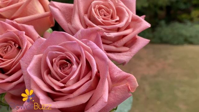Rose Barista смотреть онлайн