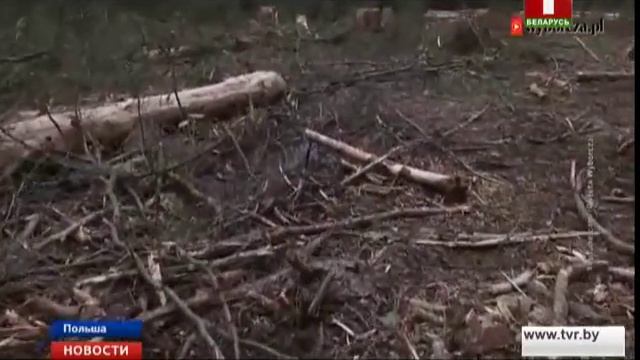 Польше пригрозили ежедневным штрафом за вырубки в Беловежской пуще смотреть онлайн