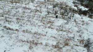 Красное Дерево — «Дроны»