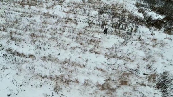 Красное Дерево — «Дроны»