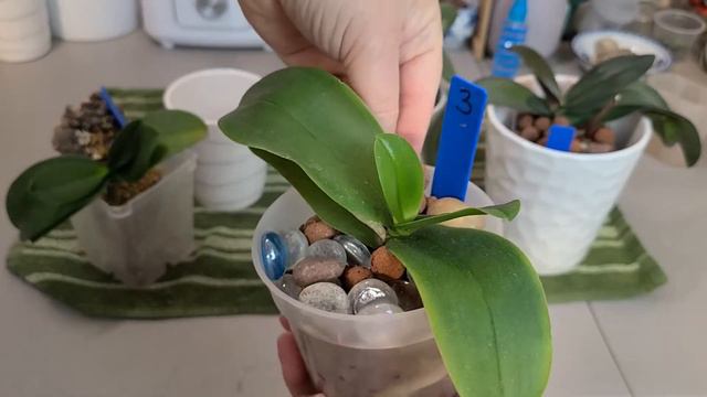 ORCHIDS, ROOTLESS PHALAENOPSIS PROJECT UPDATE, FOUR LITTLE MONKEYS, JULY 2021 смотреть онлайн