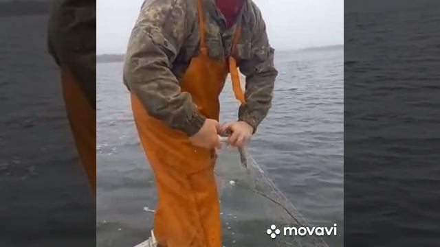 Проверяем сеть.Судачье место. смотреть онлайн